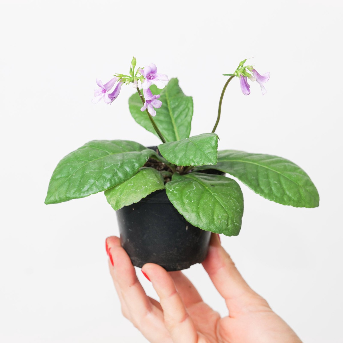 Tetranema roseum | Mexican Foxglove