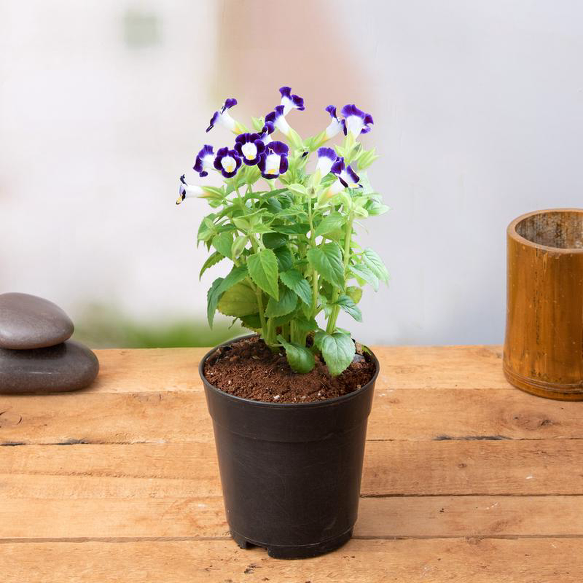 Torenia (Violet) 8211 Plant