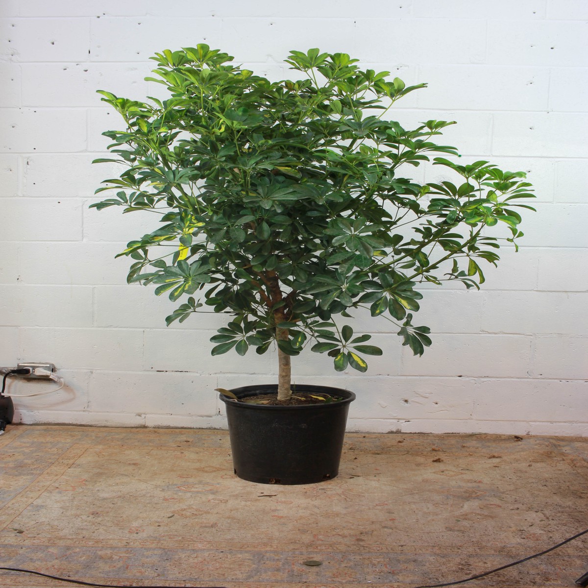 Variegated Dwarf Umbrella Tree: Schefflera arboricola 'Capella' - 14 inch pot - 5 foot tall