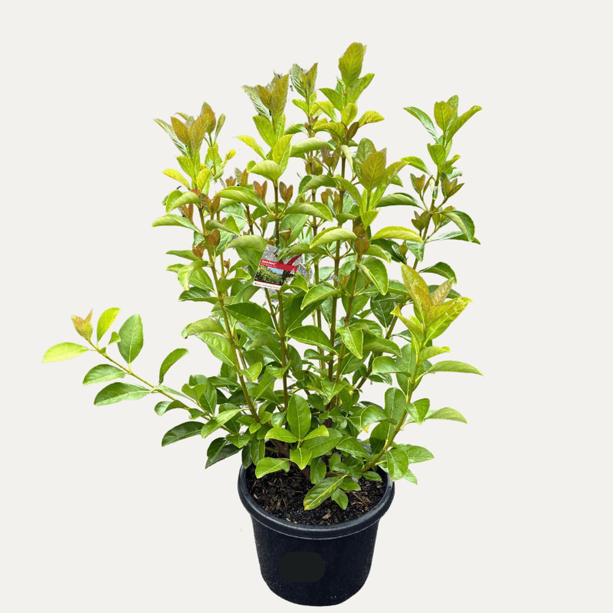 Viburnum odoratissimum 'Quick Fence' 33cm