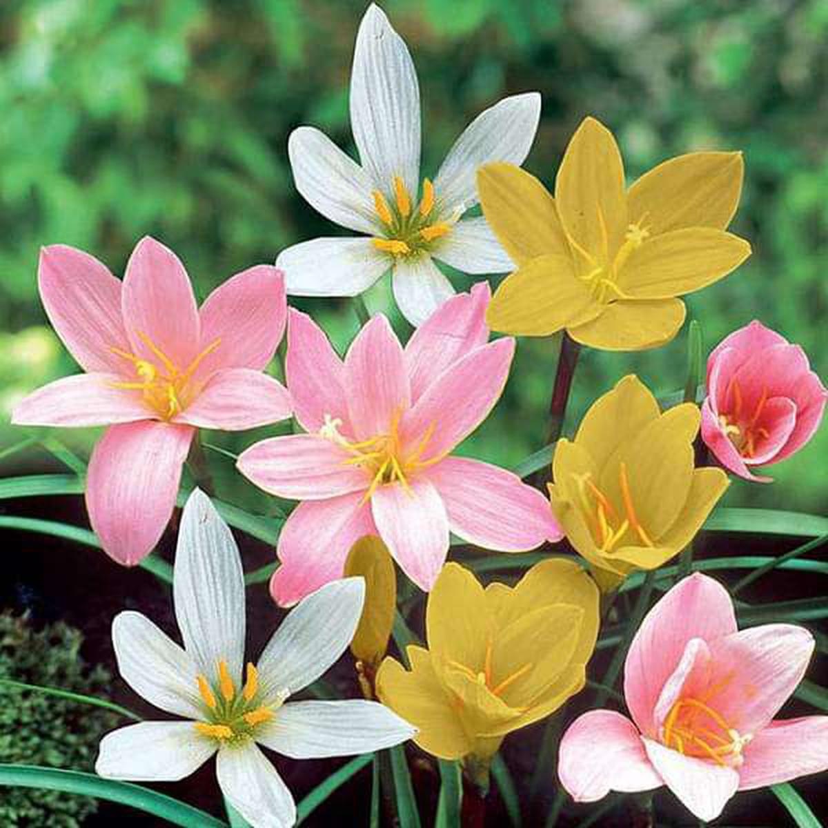 Zephyranthes Grandiflora, Rain Lily (Any Color) - Plant - Default Title