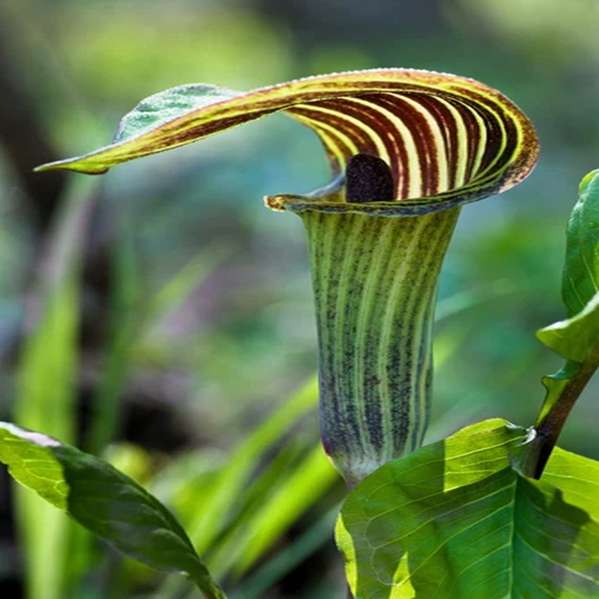 5 JACK IN THE PULPIT Arisaema Triphyllum Shade Flower Seeds *Flat S/H