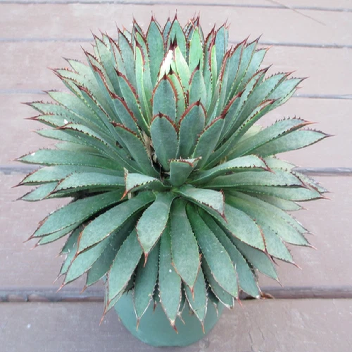 "Bella" Mangave 3"+ STARTER Plant Agave & Manfreda RARE Hybrid NEW FOR 2025!!