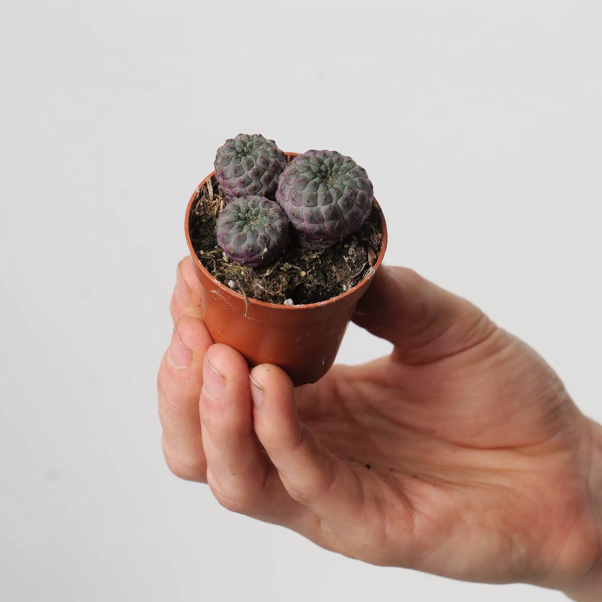 Sulcorebutia rauschii