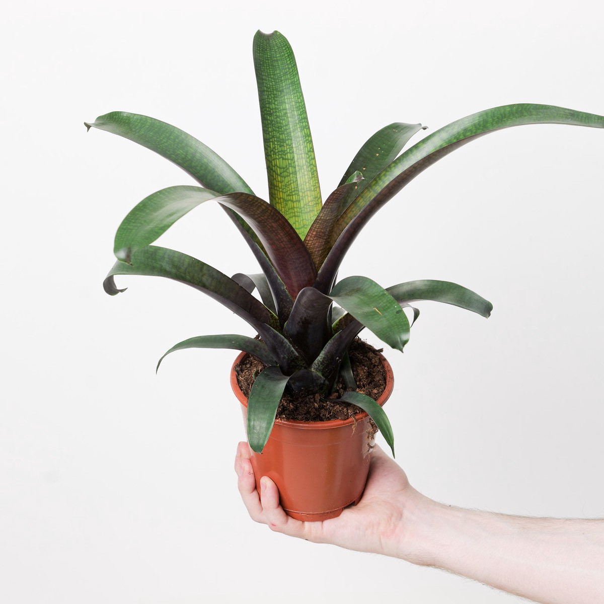 Vriesea 'Tropical Night'