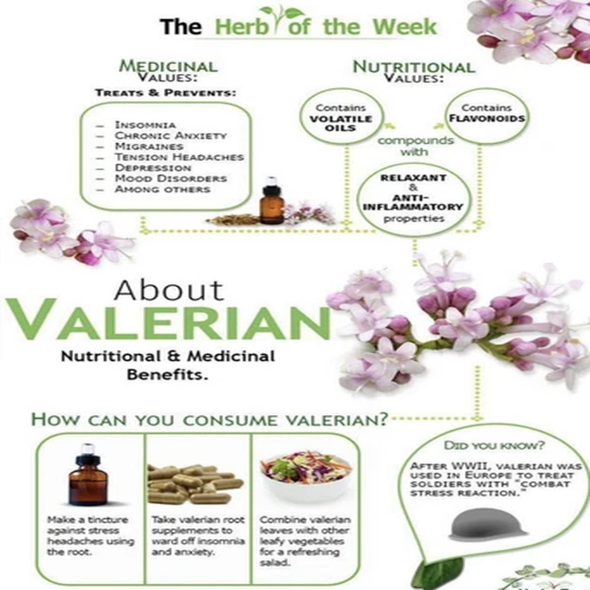 150 Valerian Seeds-Medicinal Plant-NON GMO-Valeriana officinalis