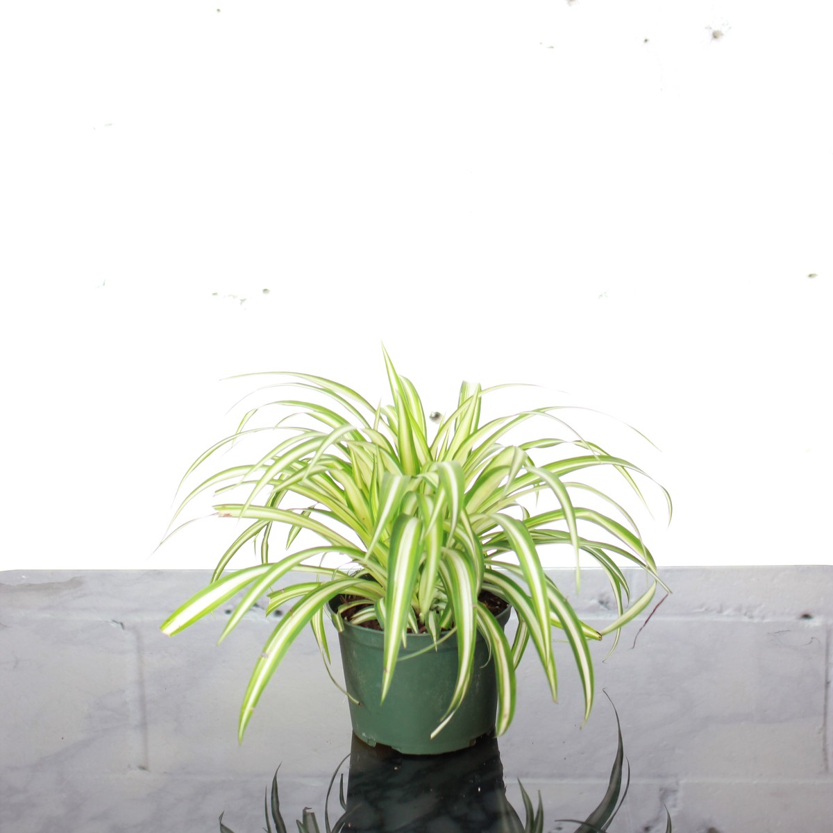 Spider Plant: Chlorophytum comosum - 5 inch pot