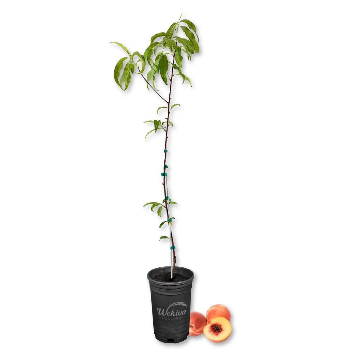 Tropic Beauty Peach Tree - Live Plant in a 1 Gallon Grower's Pot - Prunus Persica - Edible Fruit Bearing Tree for The Patio and Garden