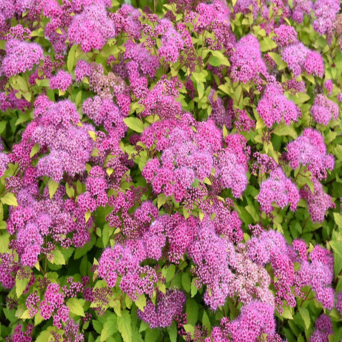 10 Magic Carpet Spirea Cuttings - Unrooted 6-8" | Easy to Grow, Colorful Shrub