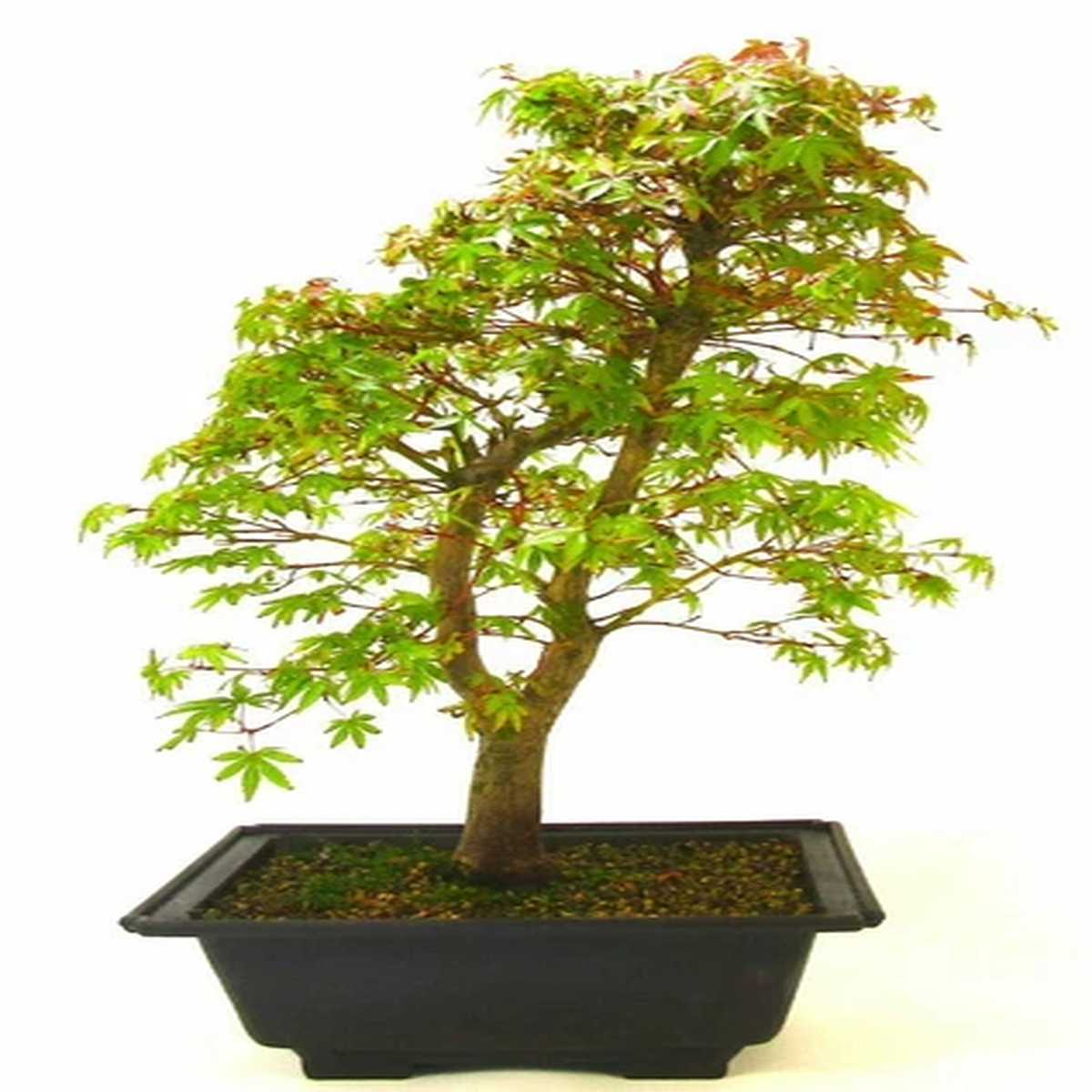 20 Seeds Japanese Green Maple Tree bonsai rare plant for home Garden