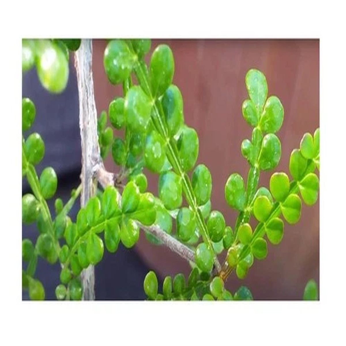 3x Operculicarya decaryi Japanese Pepper Elephant Tree Jabily - Seeds B1847