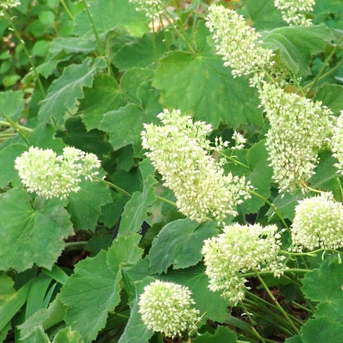 40 AUTUMN BRIDE CORAL BELLS SEEDS - Heuchera villosa Autumn Bride