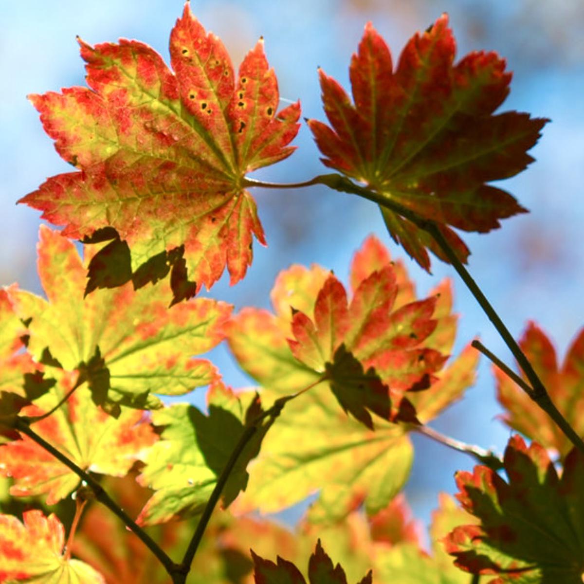 Acer palmatum cv 'rubro-viridis'