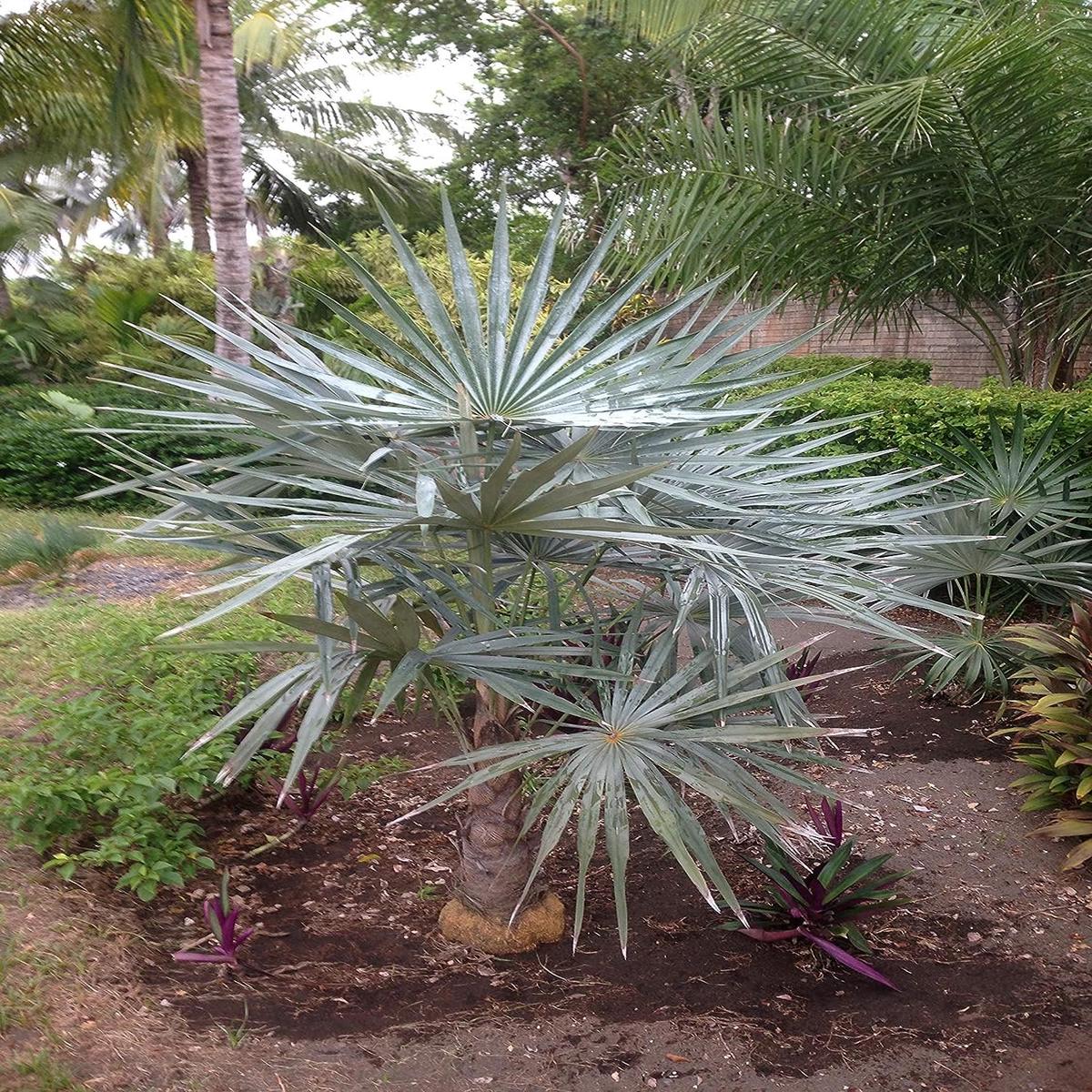 Thatch Palm 'Azul' - Live Plants in 4 Inch Pots - Coccothrinax Azul - Rare Ornamental Palms of Florida