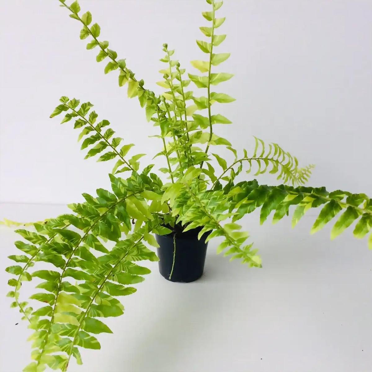 Tiger Stripe Fern - Variegated - Live Starter Plants in 4 Inch Grower's Pots - Nephrolepis Exaltata Variegata - Exotic Textured Foliage for Your Home Office Or Garden Space