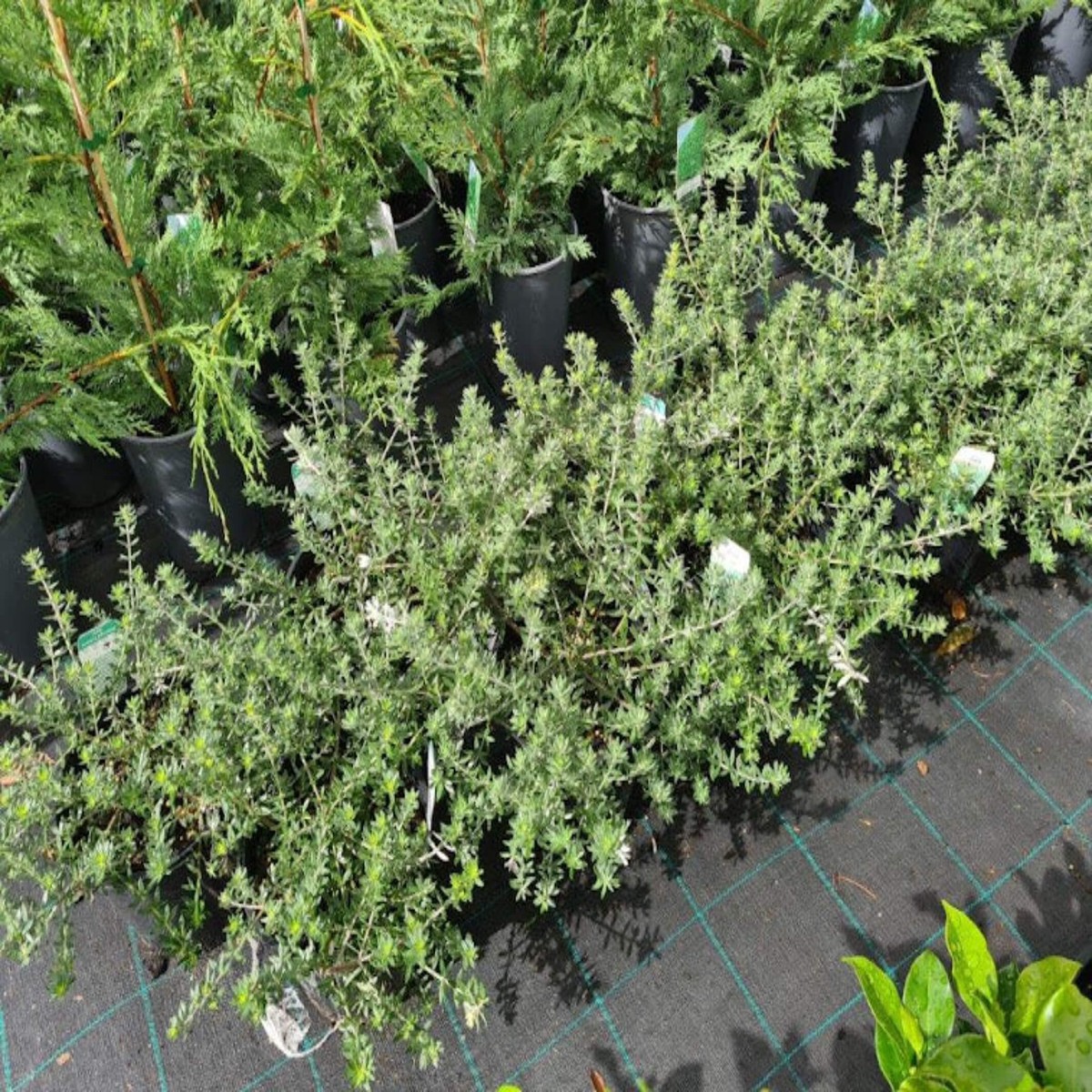 Westringia fruticosa 'Zena' (Native Rosemary)