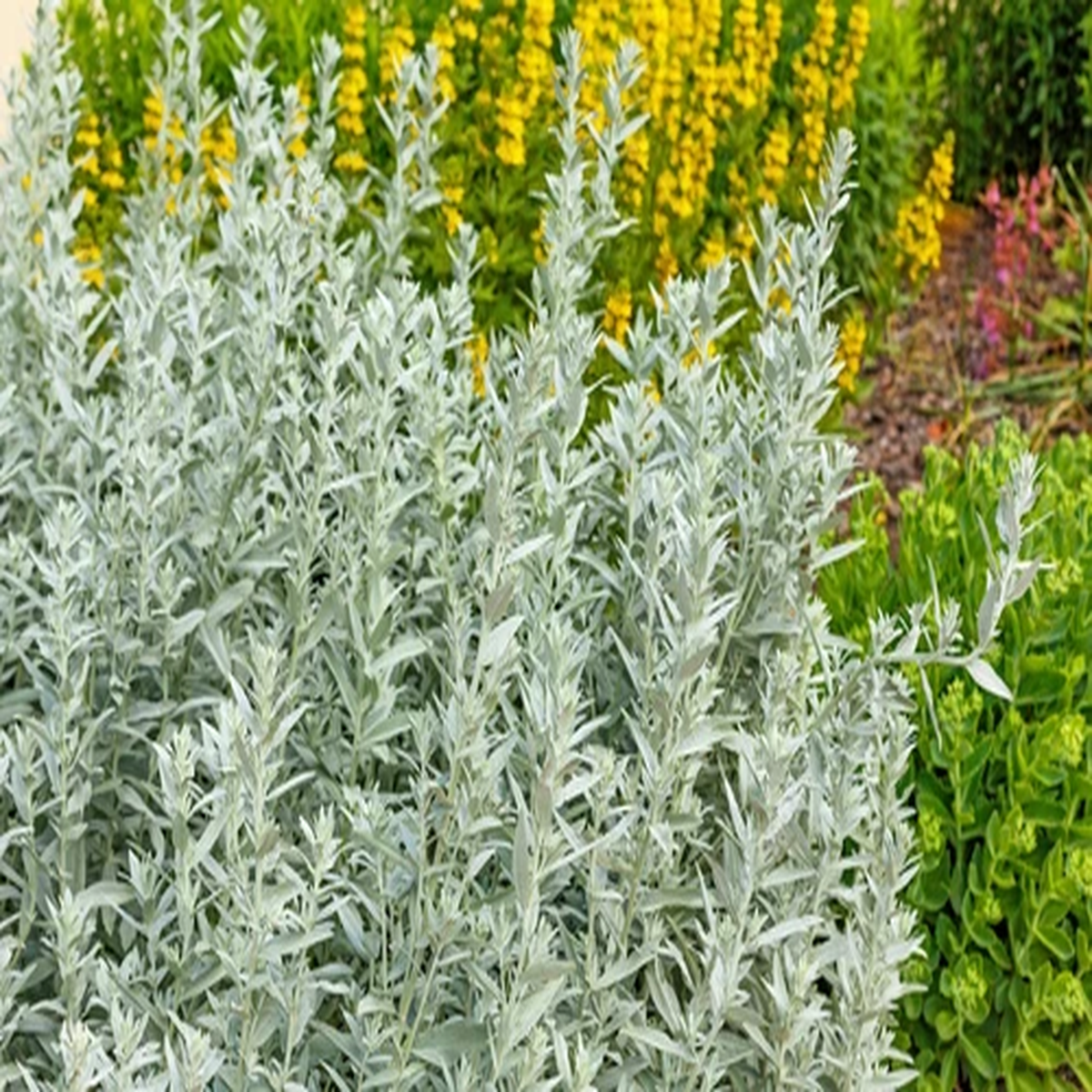 200 PRAIRIE SAGE (Wormwood / Fringed Sagebrush / Sagewort) Artemisia Ludoviciana