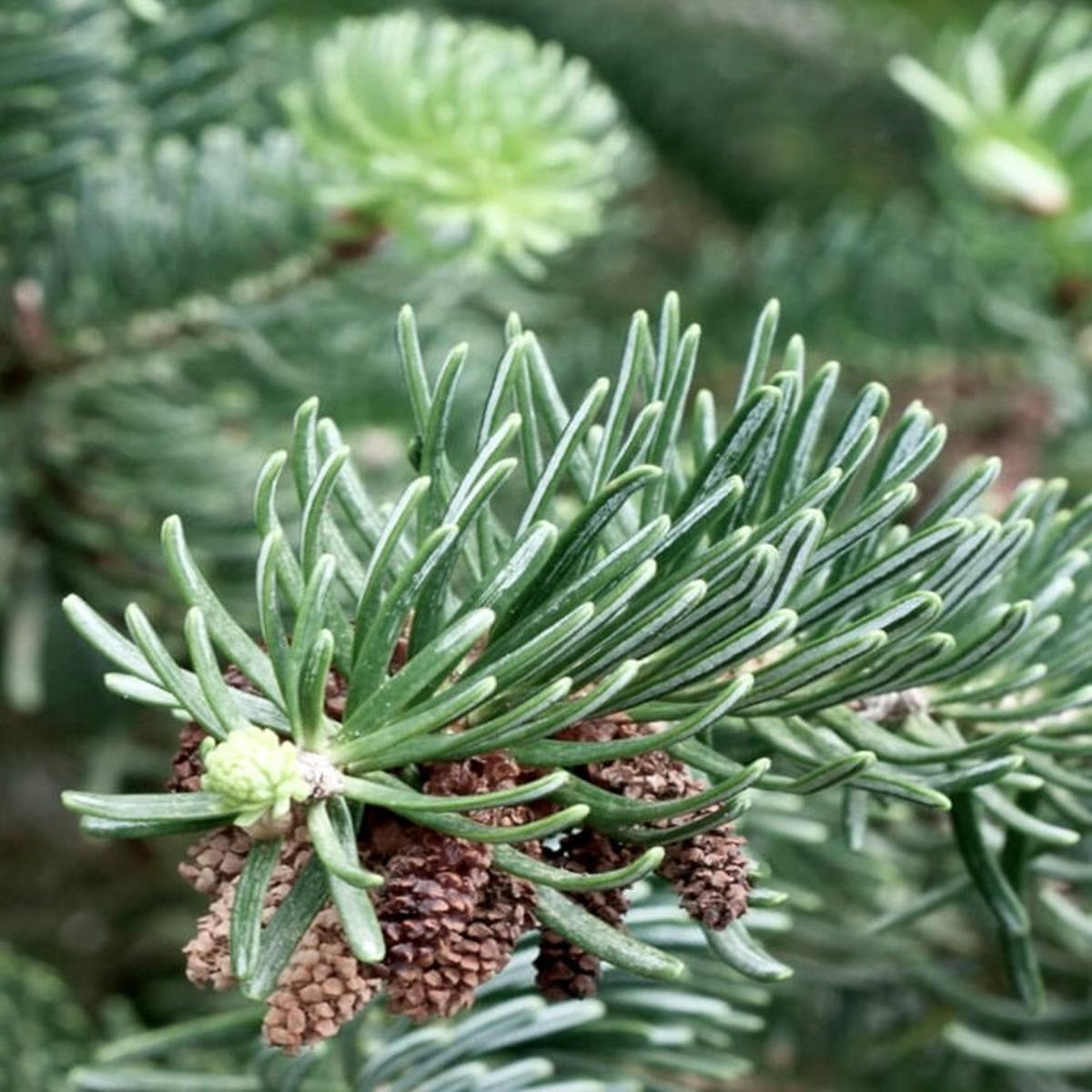 Abies cephalonica - 35-60cm