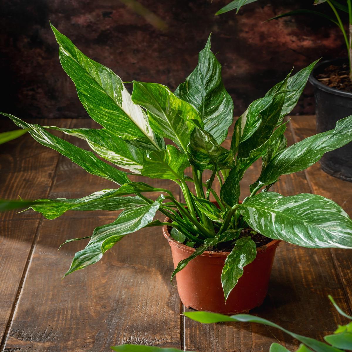Spathiphyllum Diamond | Peace Lily Variegated - 12cm