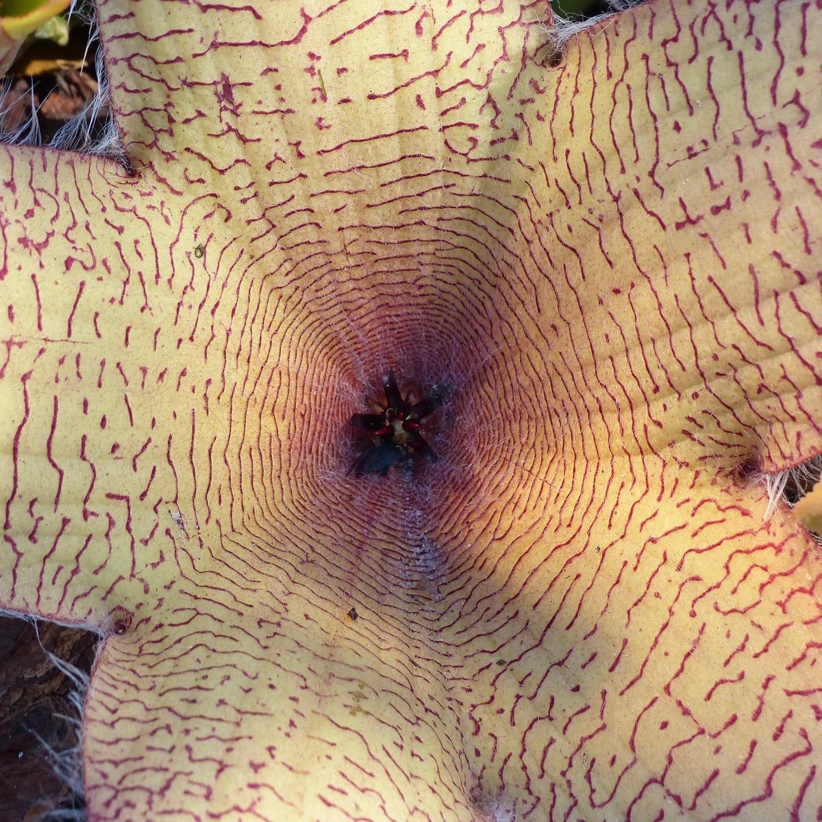 Stapelia gigantea