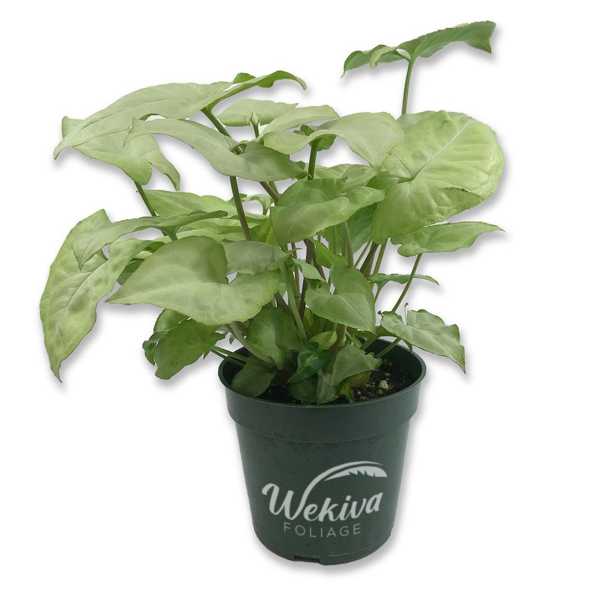 Syngonium Moon Shine - Live Plant in a 4 Inch Pot - Nephthytis 'Moon Shine' - Stunning Houseplant with Unique Foliage - The Perfect Air Purifying Houseplant Companion