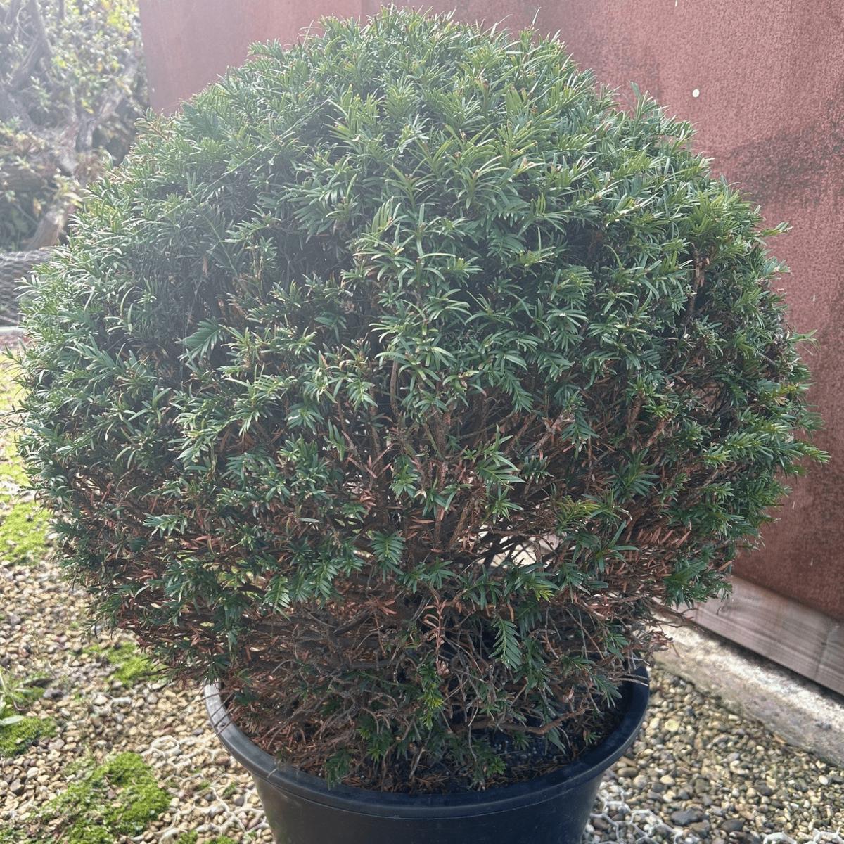 Taxus baccata (Yew)