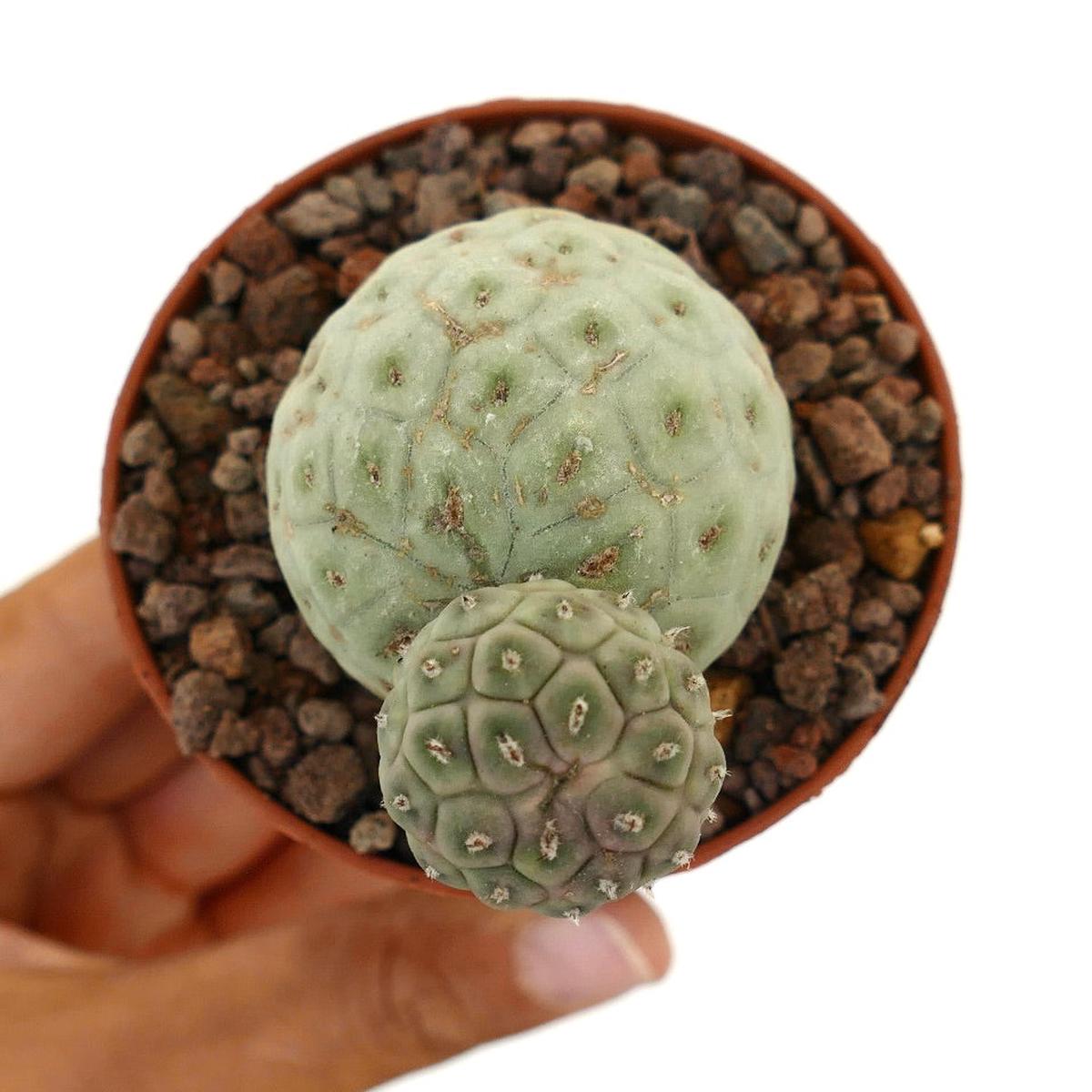 Tephrocactus geometricus SELECTED TWO BALLS WE207