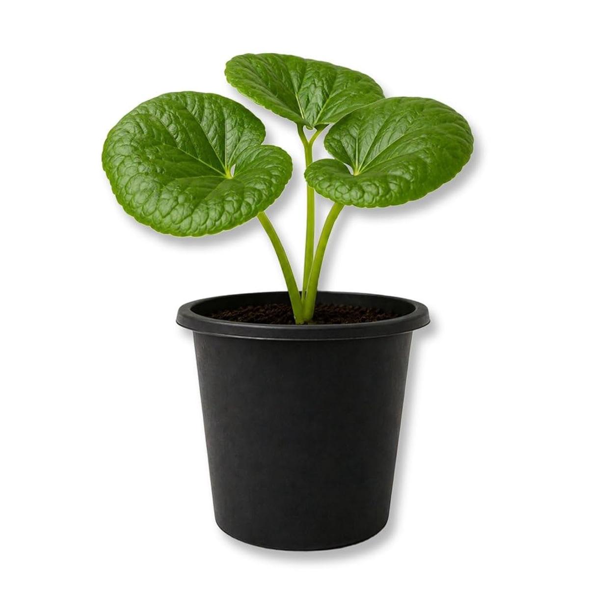 Tractor Seat Plant - Live Starter Plants - Farfugium Japonicum - Exotic Indoor Outdoor Broad Leaf Foliage