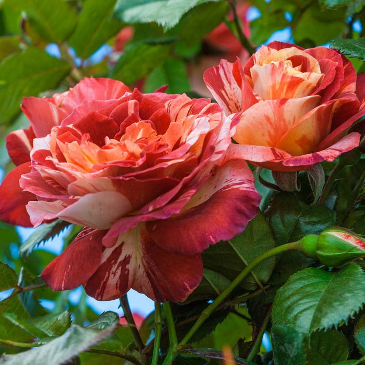 Tropical Lightning Climbing Rose