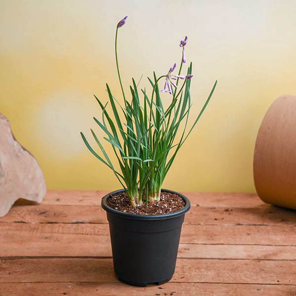 Tulbaghia Fragrans, Sweet Garlic - Plant