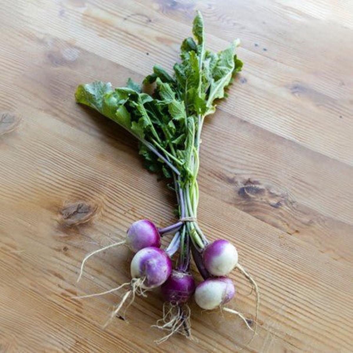 Turnip Plug Plants - Grow Your Own Vegetables Letterbox Friendly 6Plugs