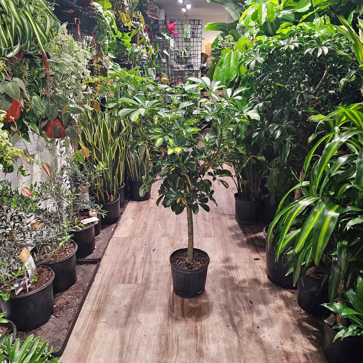 Variegated Dwarf Umbrella Tree: Schefflera arboricola 'Capella' - 10 inch pot - 3.5-4 foot tall