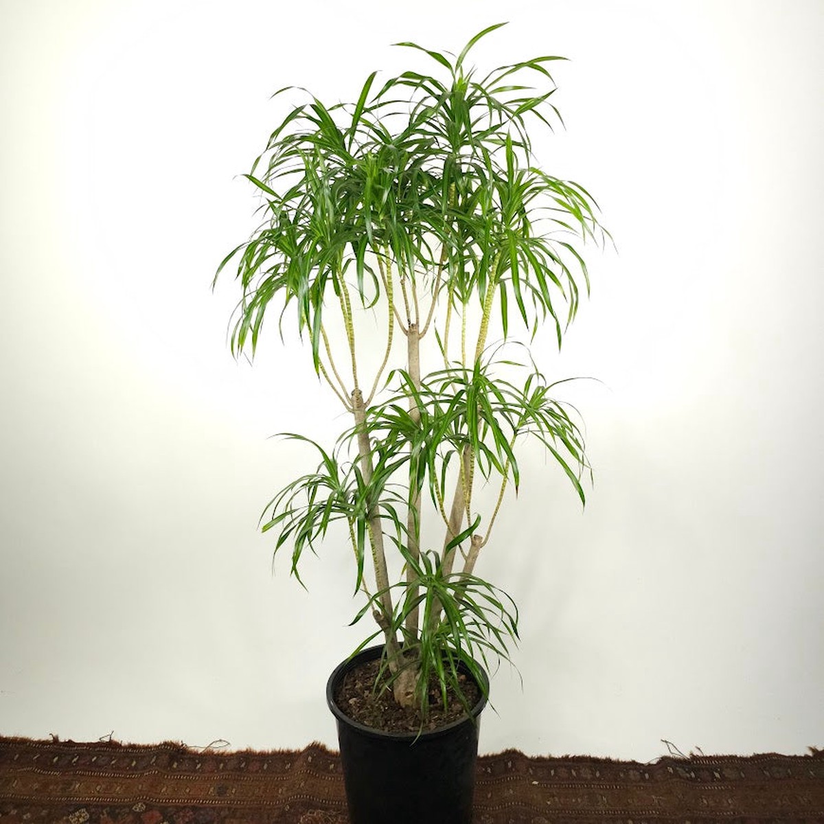 Variegated Medusa Candelabra: Dracaena reflexa 'Anita' - 14 inch pot - 5.5-6 foot tall
