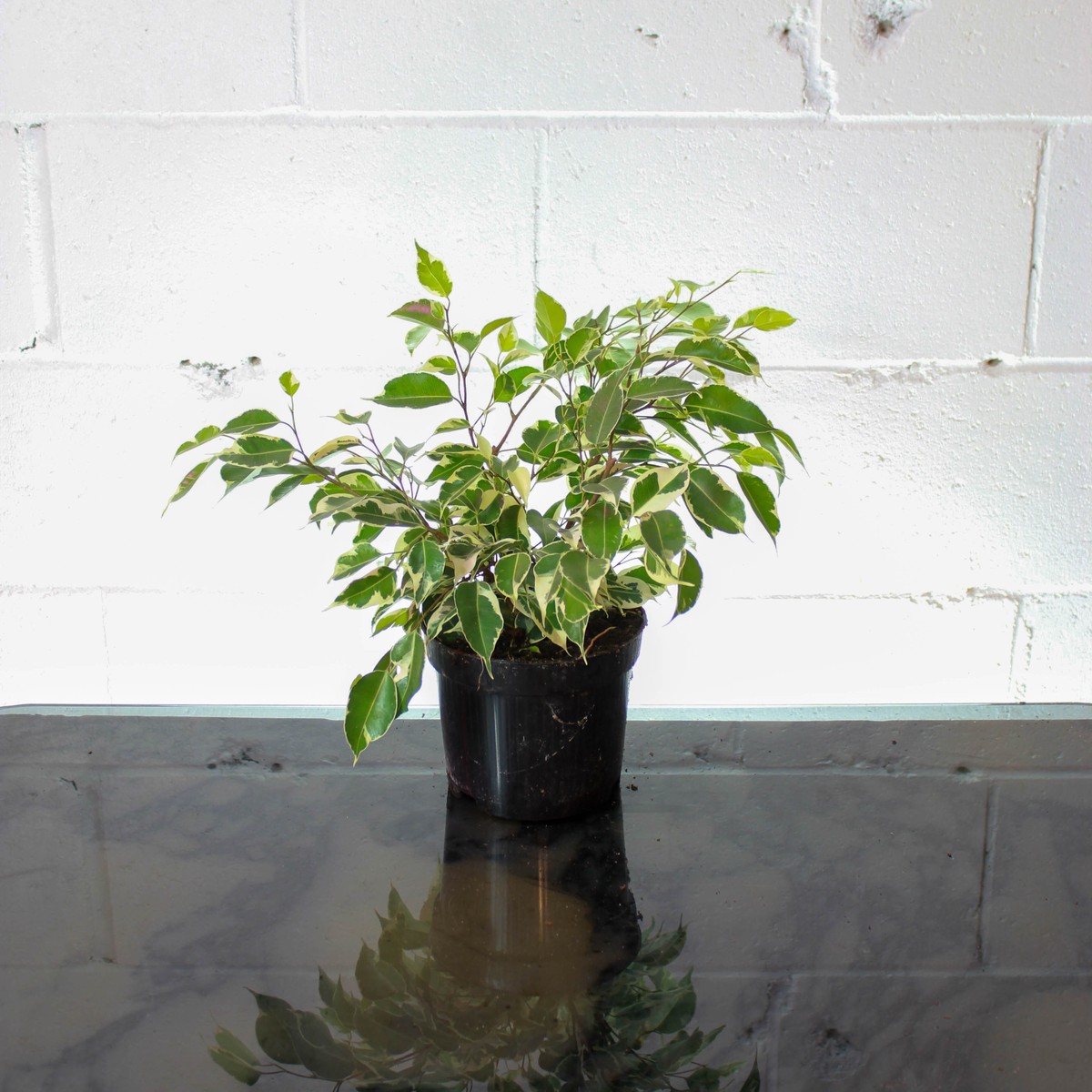 Variegated Starlight Weeping Fig: Ficus benjamina - 6 inch pot