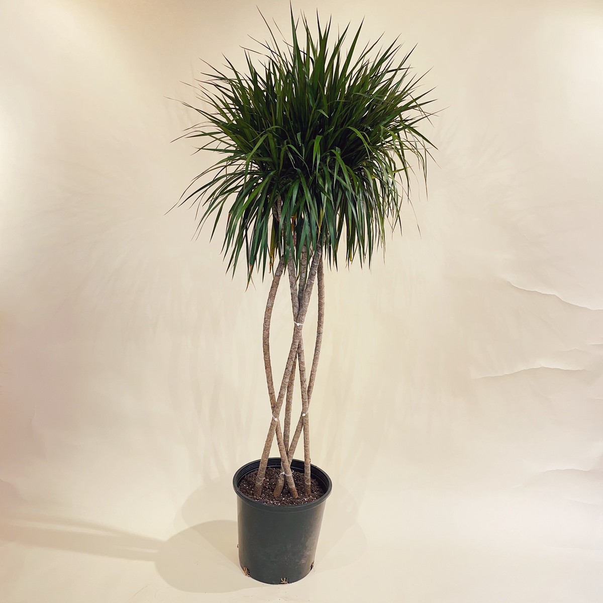 Zulu Weave Dragon Tree: Dracaena marginata - 14 inch pot - 5-6 foot tall