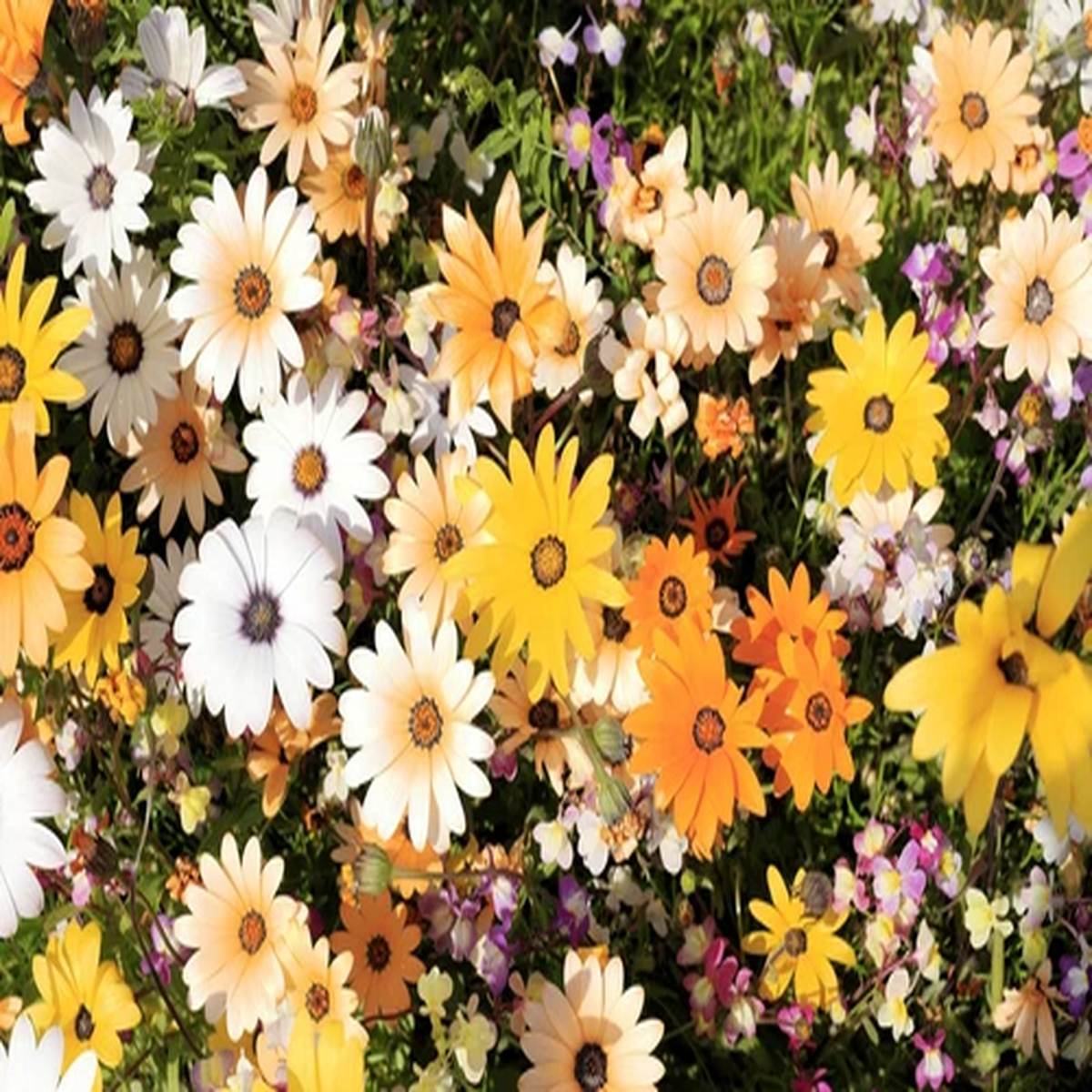 1000 MIXED AFRICAN DAISY DAISIES Dimorphotheca aka Cape Marigold Flower Seeds