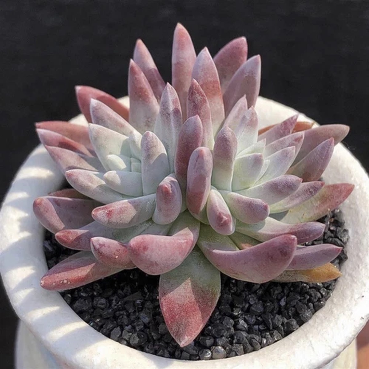 4CM Succulent Plant Dudleya Gnoma (2 Heads) Crassulaceae Home Garden Beautiful