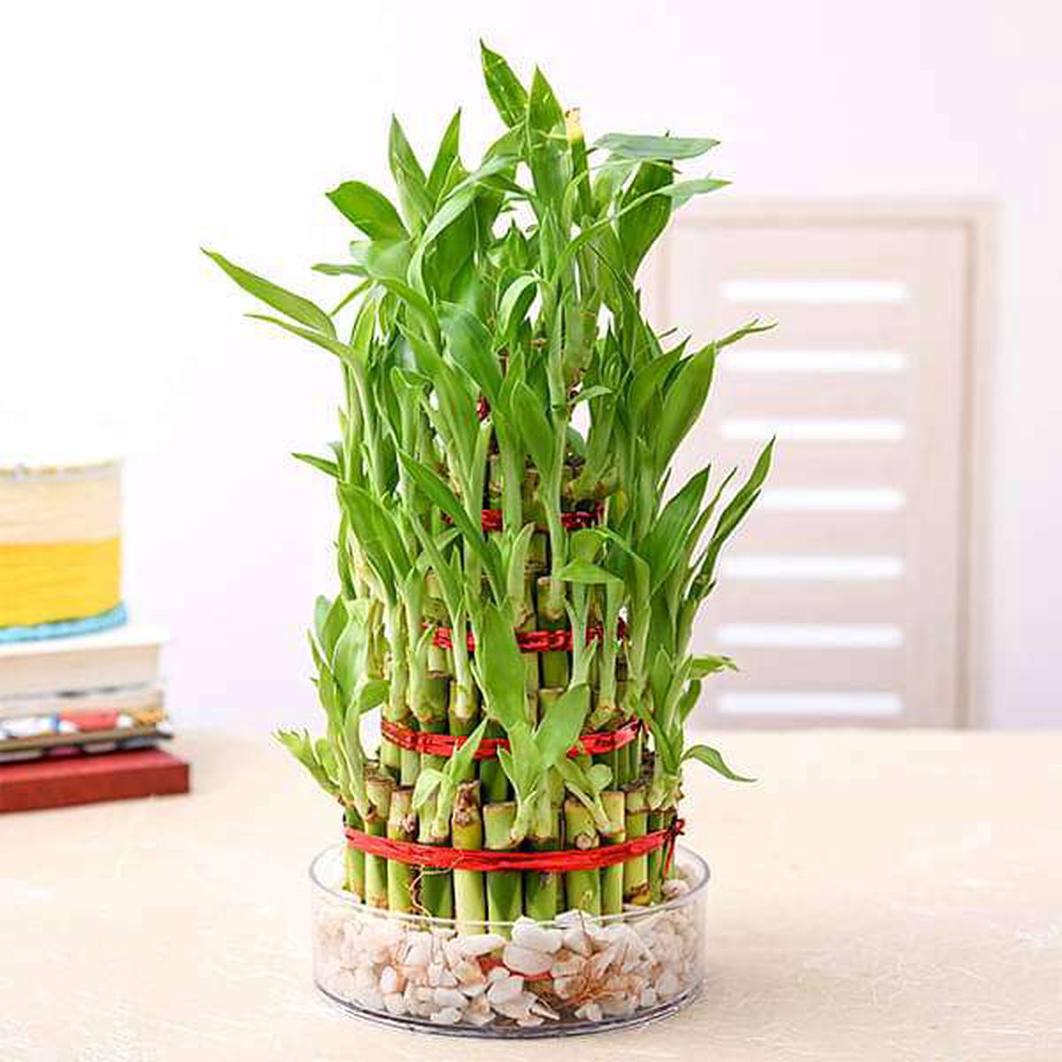 7 Layer Lucky Bamboo Plant in a Bowl with Pebbles - Default Title