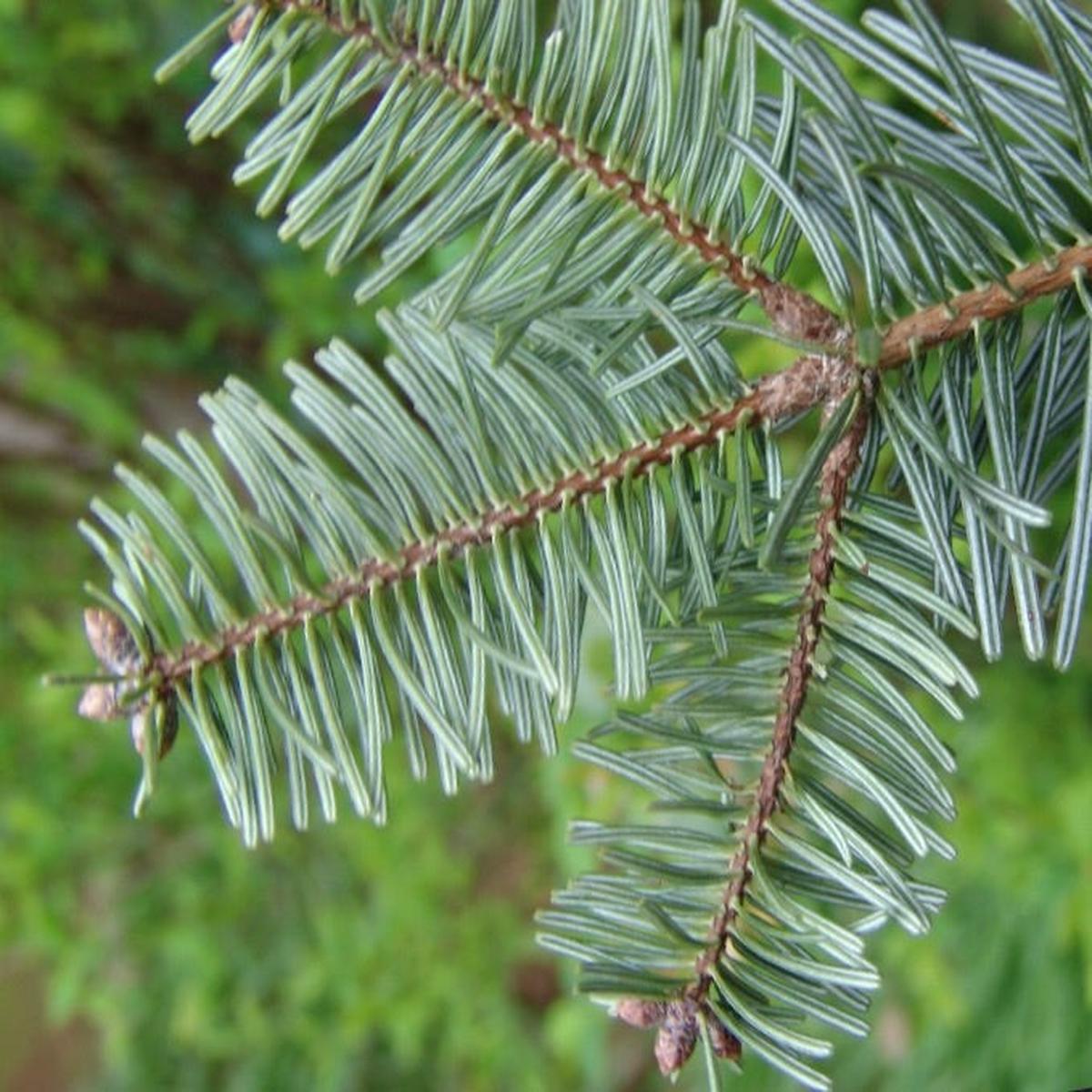 Abies bornmuelleriana
