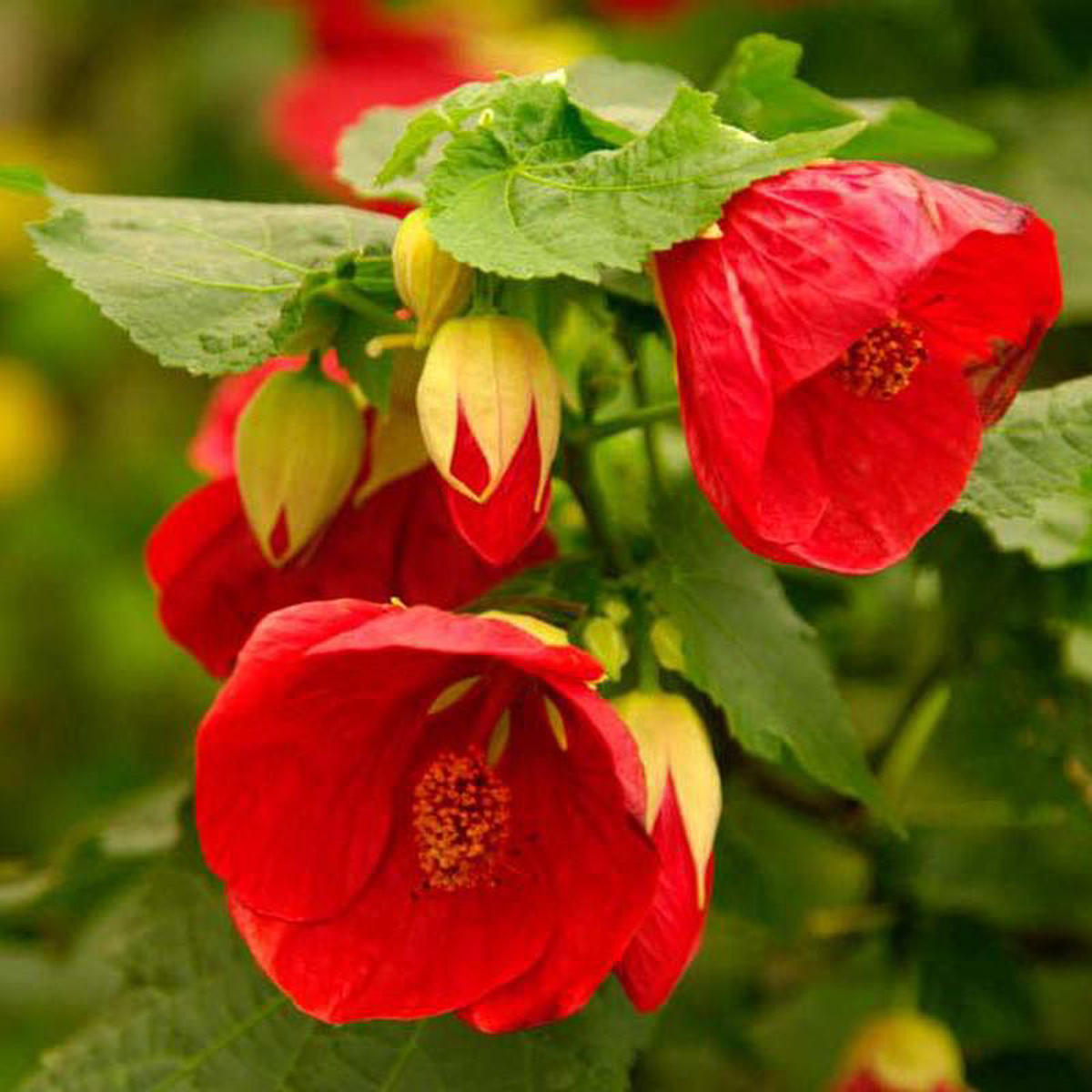 Abutilon x hybridum 8211 Plant
