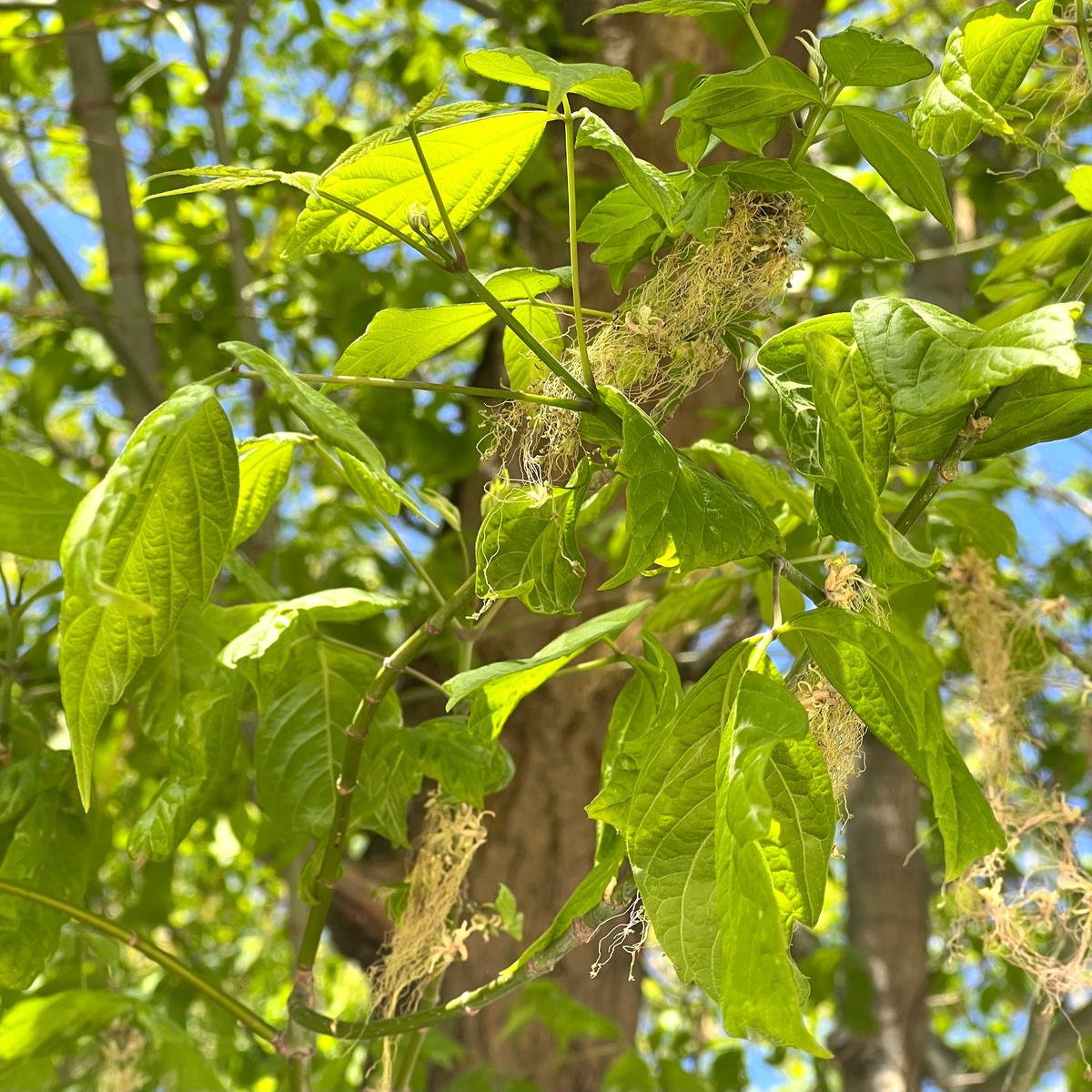 Acer negundo