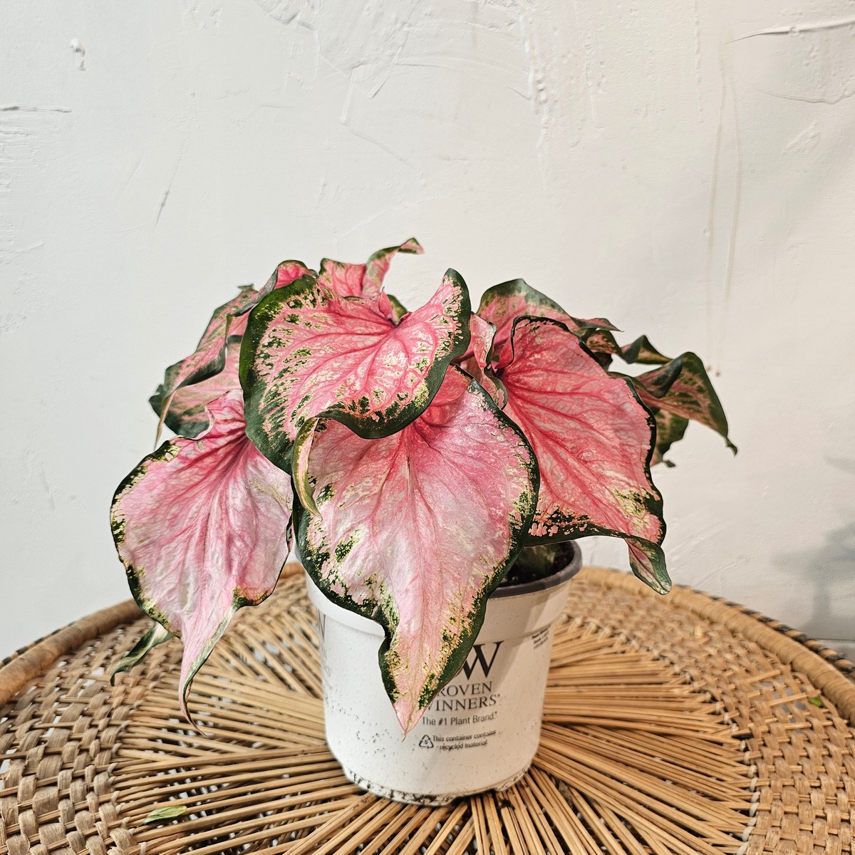 Va Va Violet Angel Wings: Caladium - 6 inch pot