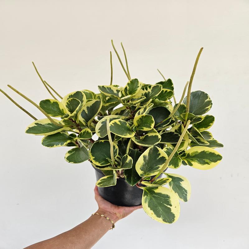 Variegated Yellow Baby Rubber Plant: Peperomia obtusifolia - 8 inch pot