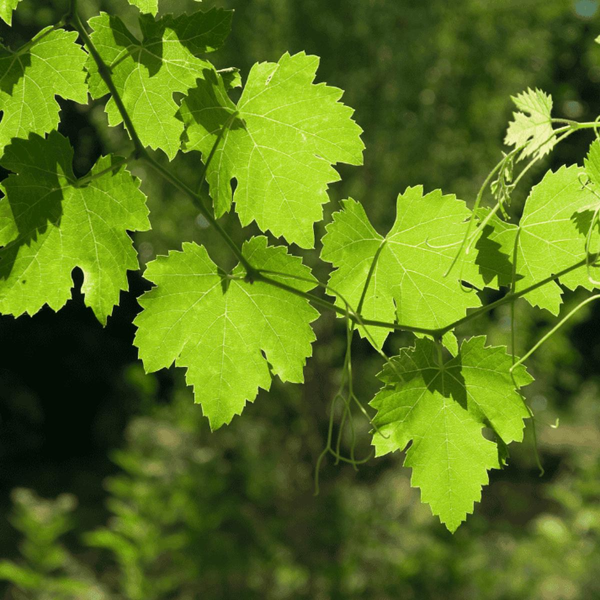 Vitis vinifera 14cm
