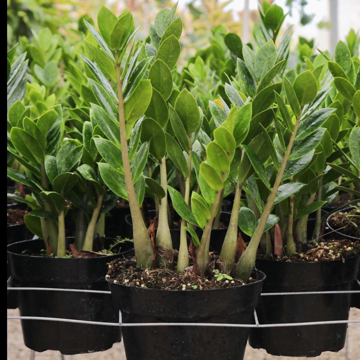 Zamioculcas zamiifolia 'Zenzi'