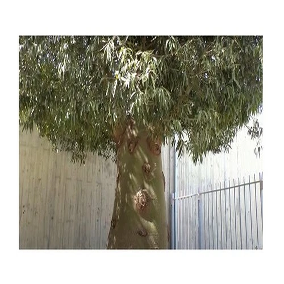2x Brachychiton rupestris Queensland Bottle Tree Plants - Seeds B804