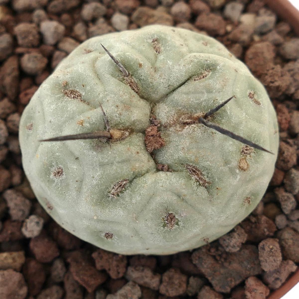 Tephrocactus geometricus ONE BALL 20