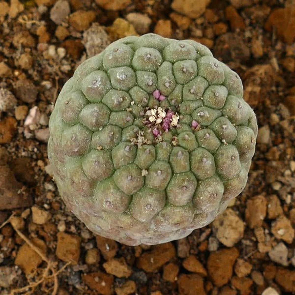 Trichocaulon cactiformis selected COP190