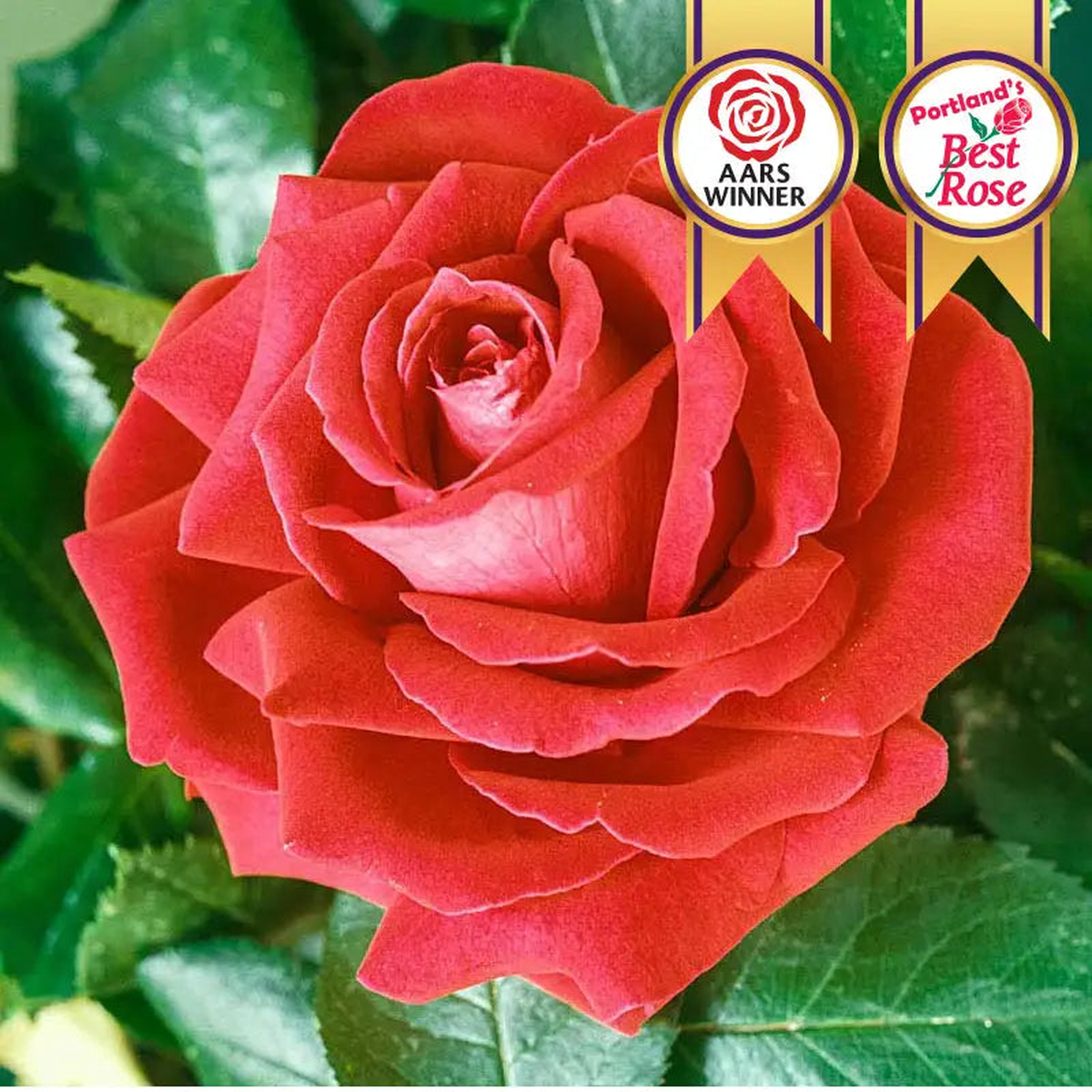 Tropicana Hybrid Tea Rose