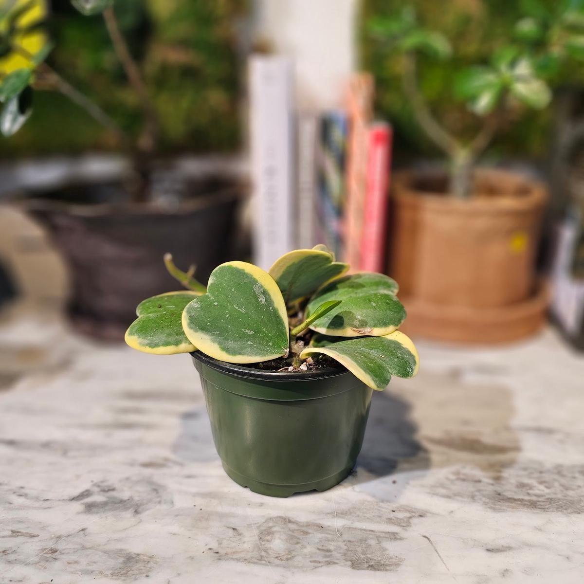 Variegated Hoya Heart: Hoya kerrii - 6 inch pot